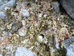 Hunt's Bay - raised beach- Limpets (Patella) and periwinkles (Neritoides)_APG8.jpg