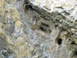 Port Eynon Point- East Cave - Old ravens nest_APG3.jpg