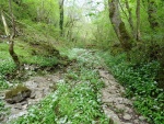 Dry water course with wild garlic_APG9.jpg